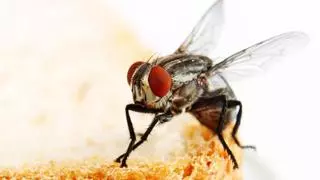 ¡Cuidado con las moscas! Esta es la razón por la que nunca debes comer nada en lo que se hayan posado