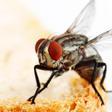 ¿Por qué las moscas vomitan en la comida cuando se sitúan en ella?