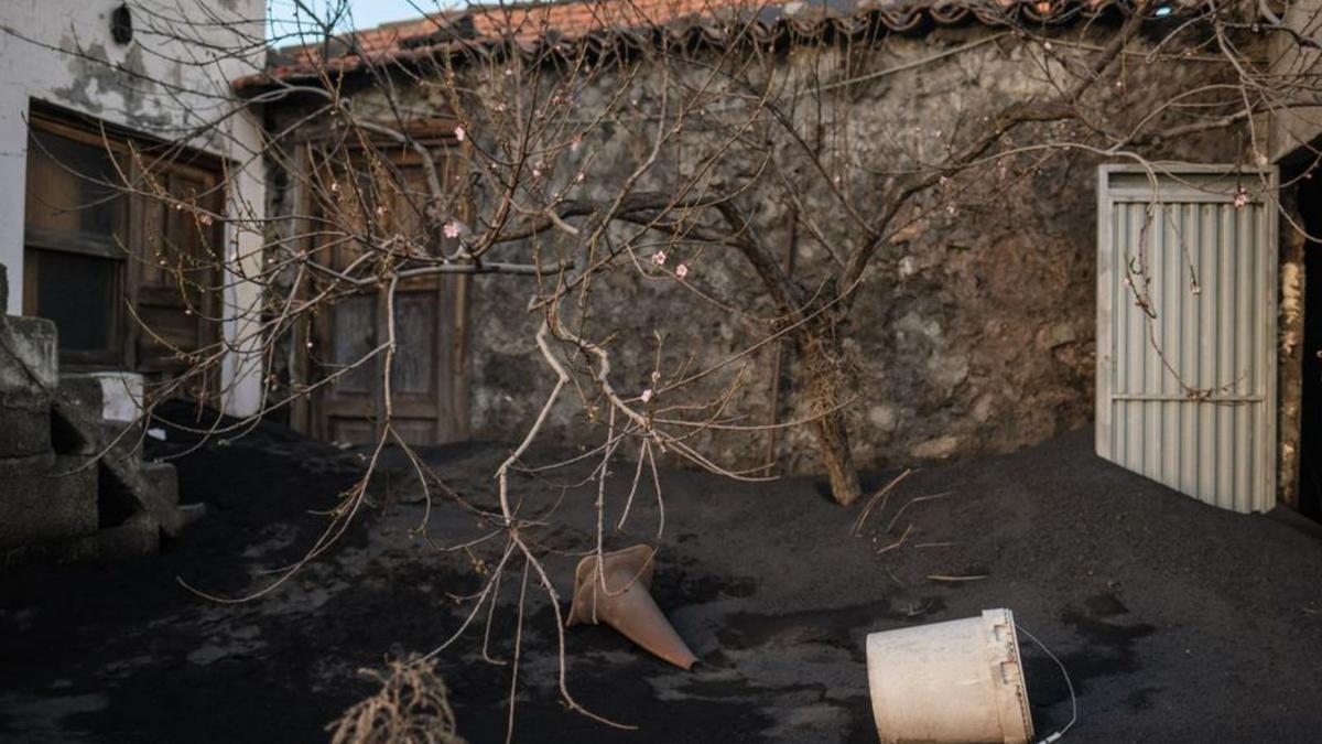 Un almendro florece entre la ceniza y las edificaciones en El Frontón. | | A. GUTIÉRREZ