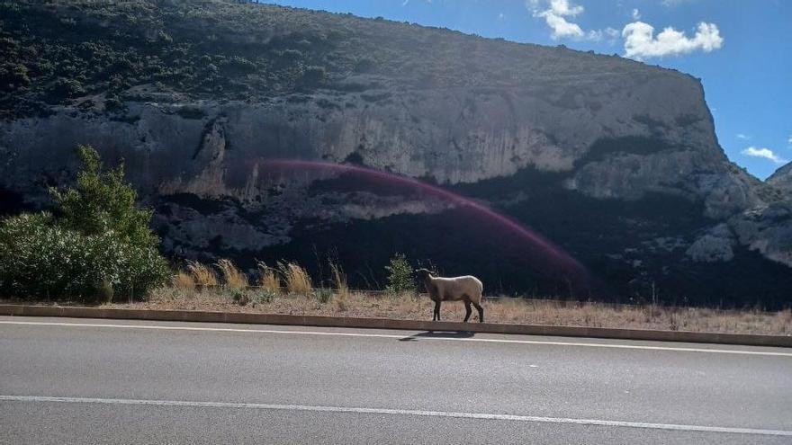 Imagen de la oveja en el barranco de Bocairent compartida en redes sociales.