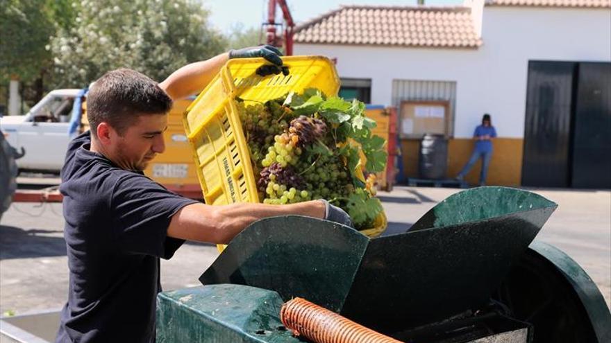 Un dispositivo electrónico certificará la calidad de la uva