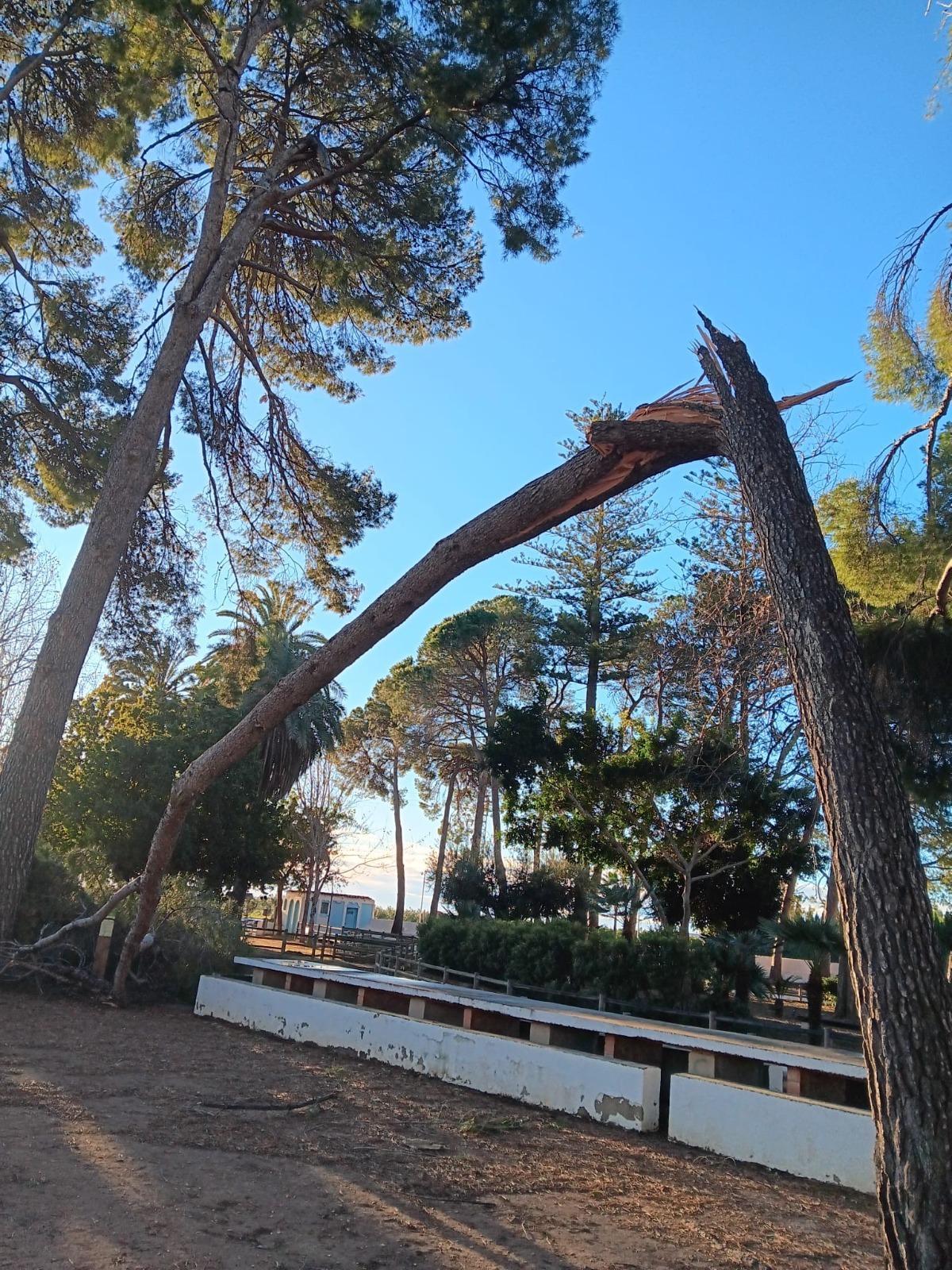 Árbol caído en la Font de Quart que tuvo que talarse ayer.