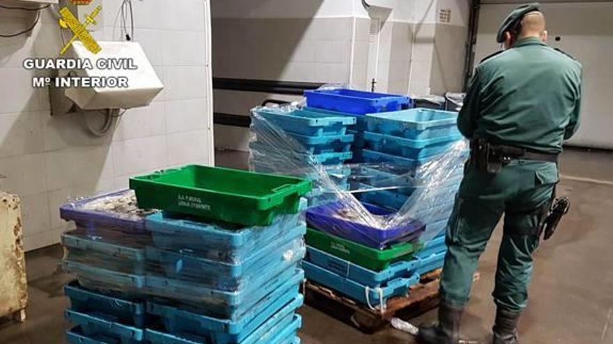 Intervienen 316 kilos de pescado inmaduro en Altea