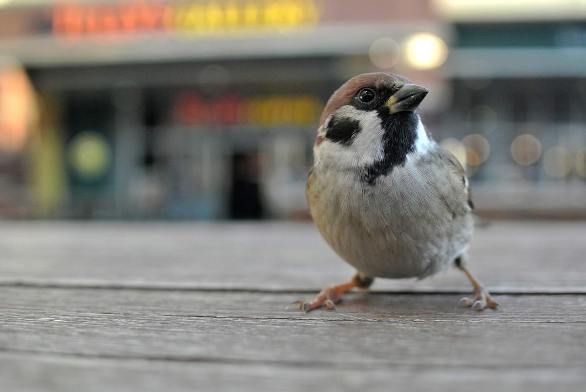 Un gorrión en una ciudad.