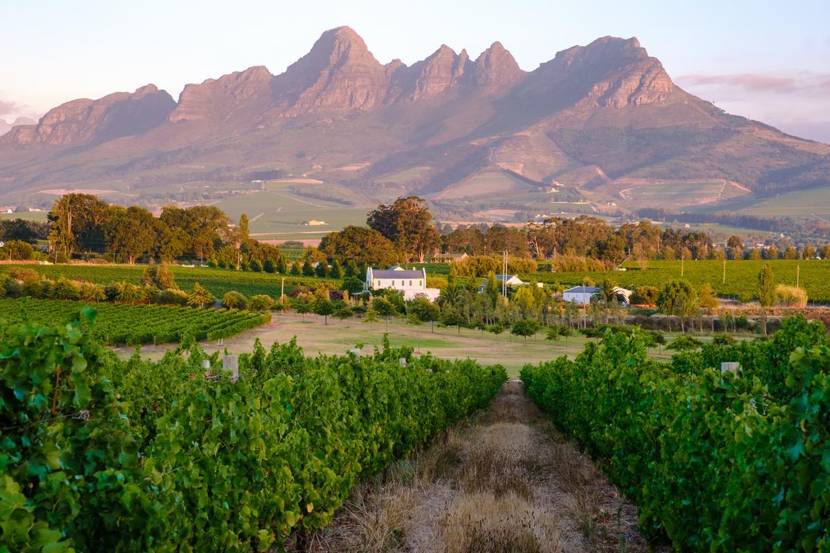 Paisaje de viñedos al atardecer con montañas en Stellenbosch, cerca de Ciudad del Cabo, Sudáfrica.