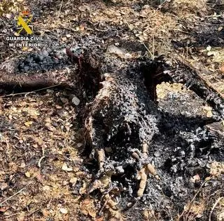 Un buitre, el origen del incendio que arrasó tres hectáreas forestales en Valdecaballeros