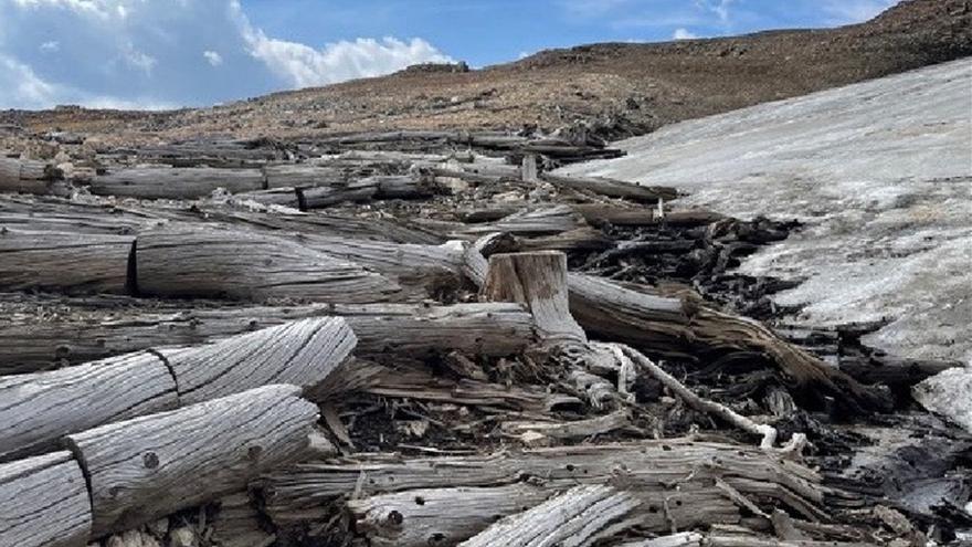 Encuentran un bosque de 5.500 años de antigüedad conservado en el hielo