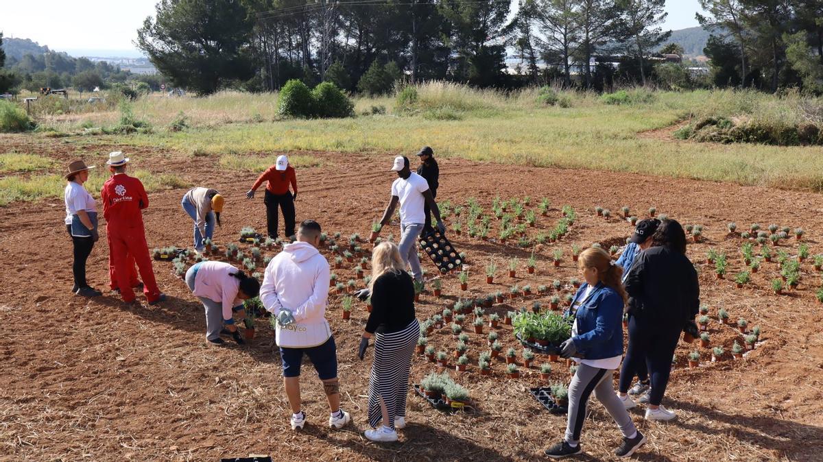 No te pierdas las mejores fotos de la plantación de un jardín para polinizadores