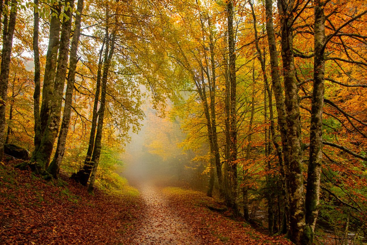 Es uno de los bosques más antiguos de Europa