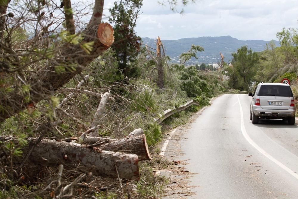 El viento entró por ses Variades y se cebó sobre todo en las zonas de Cala Gració y Can Coix hasta disiparse ya cerca de Santa Agnès