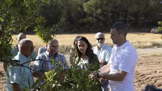 Casi 5 millones para los productores de almendro afectados por la sequía