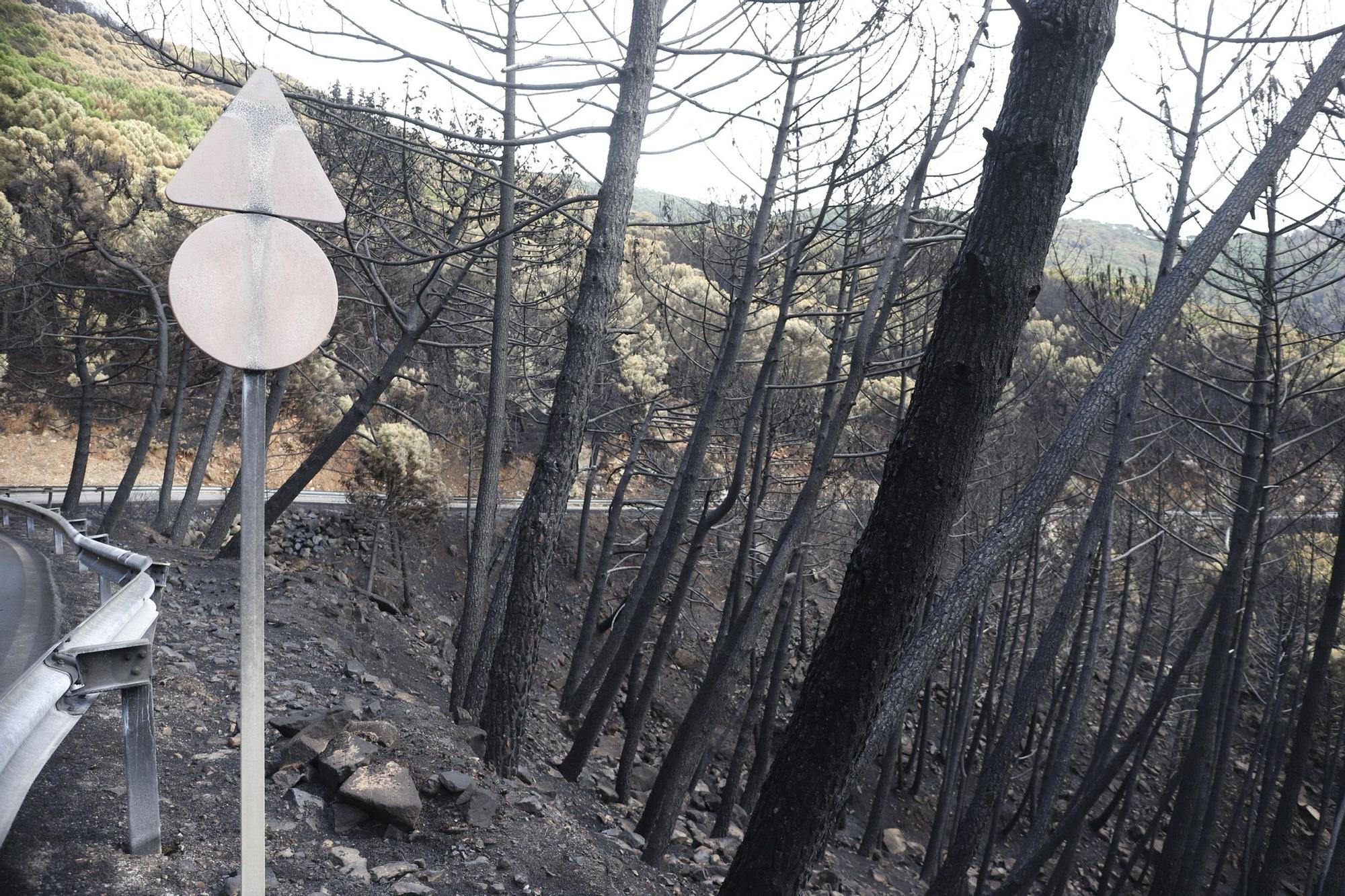 El Paraje de las Peñas Blancas en Estepona arrasado por el fuego