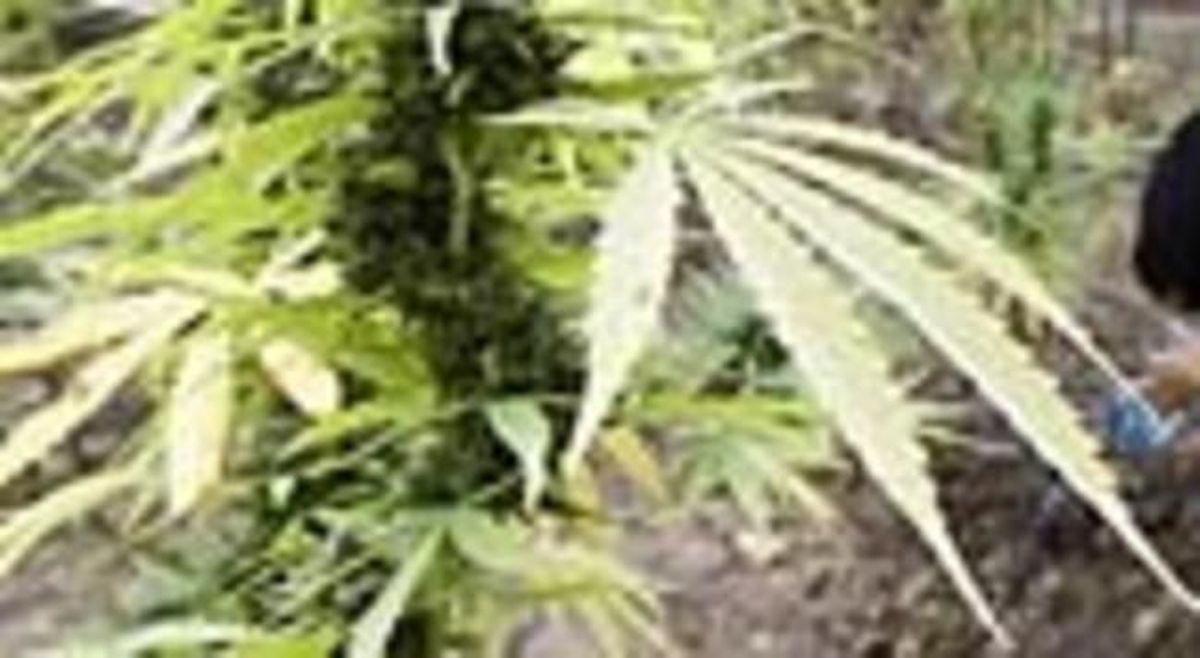 Una planta de marihuana.