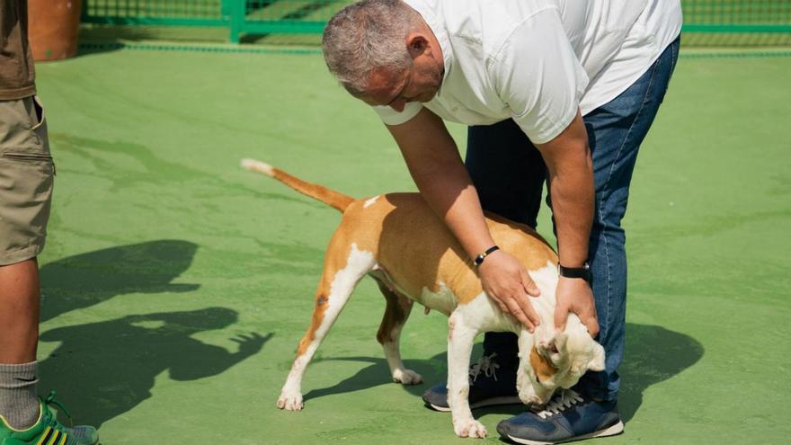 El concejal Jacobo Lemos acaricia a uno de los perros alojados en el Centro de Bienestar Animal.