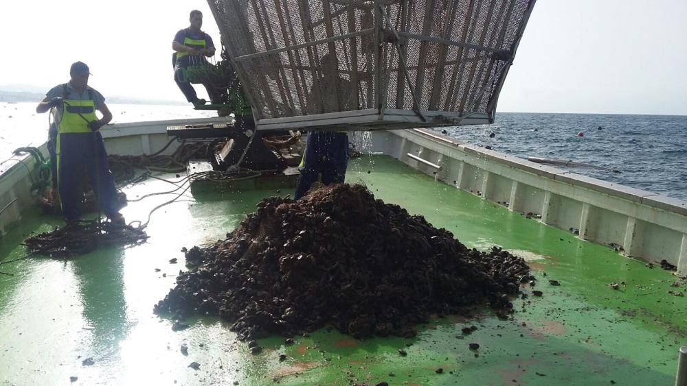 Así se pesca el mejillón malagueño