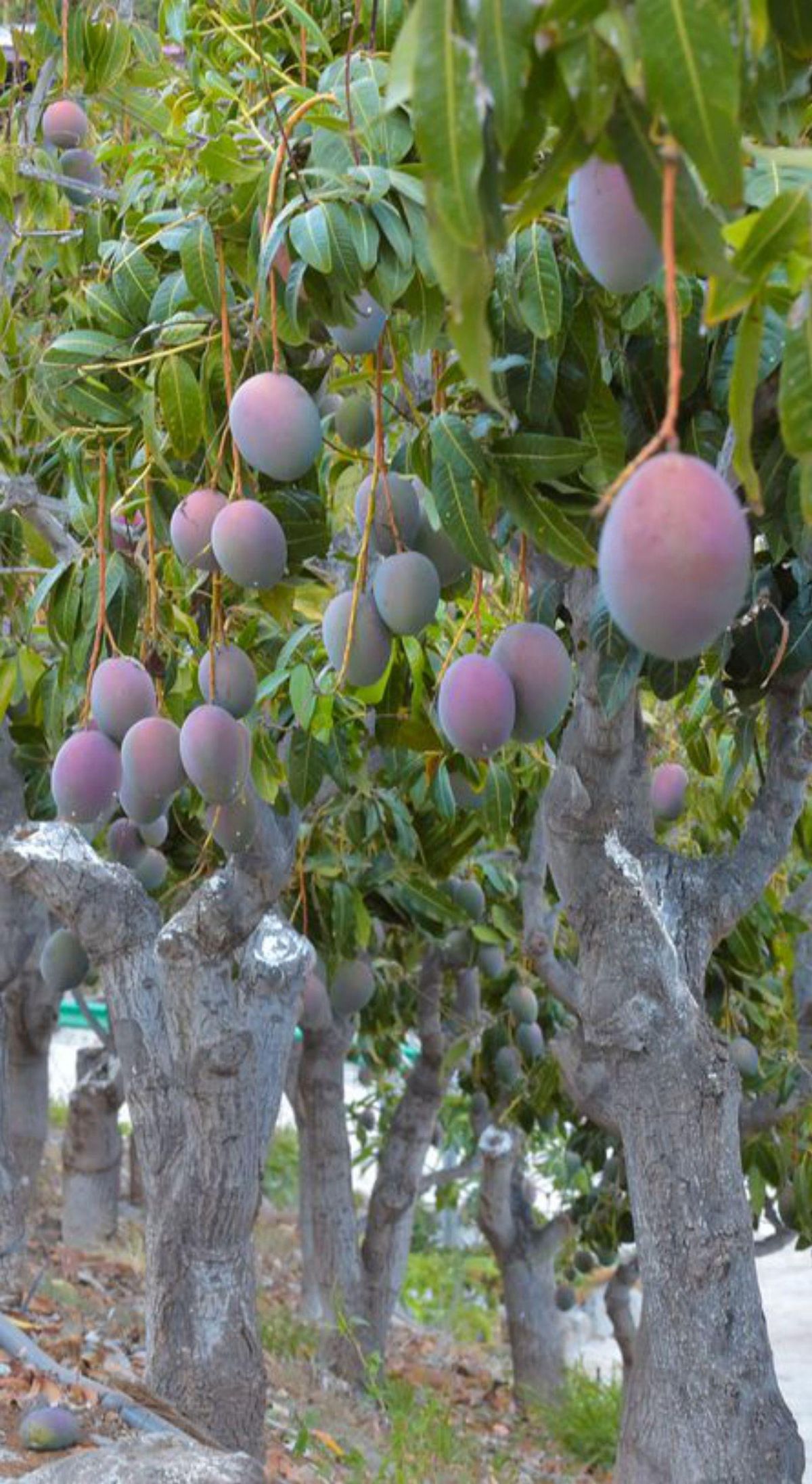 Espanya preveu doblar la producció de mangos en una collita rècord Espanya preveu doblar la producció de mangos en una collita rècord