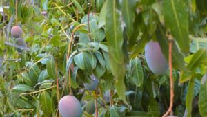 Espanya preveu doblar la producció de mangos en una collita rècord