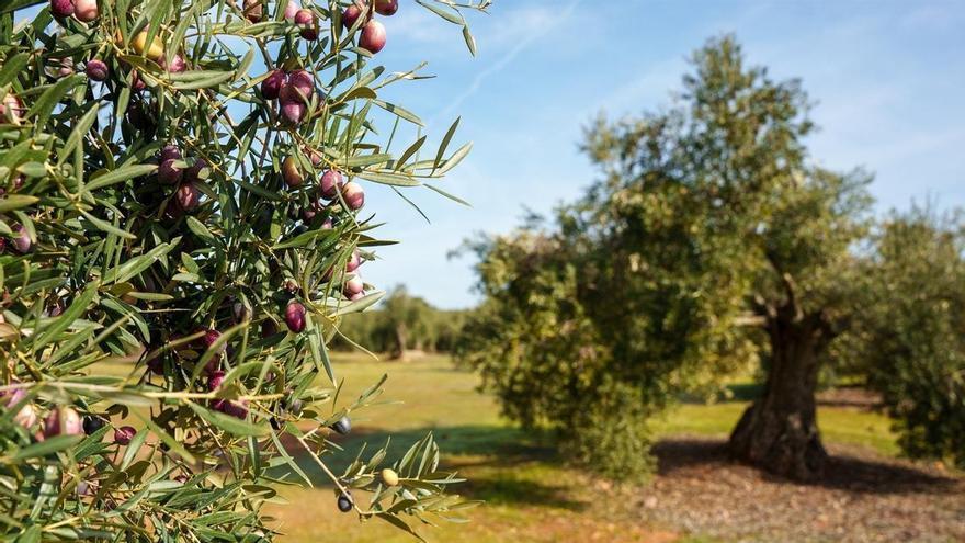 Piden un plan de choque para proteger al sector del aceite