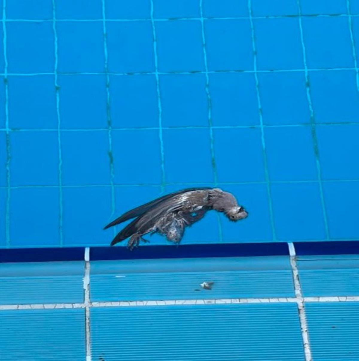 Una paloma muerta dentro del vaso de la piscina de Natzaret.