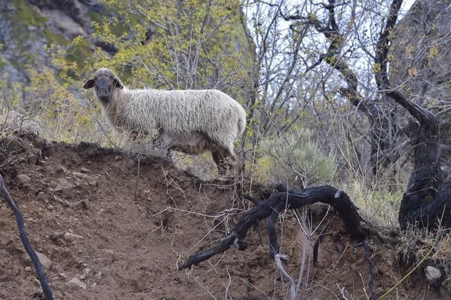 Reportaje lluvias, presa de Chira