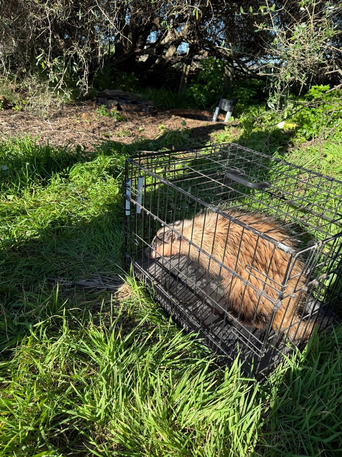 Tejón rescatado por los bomberos de Córdoba.