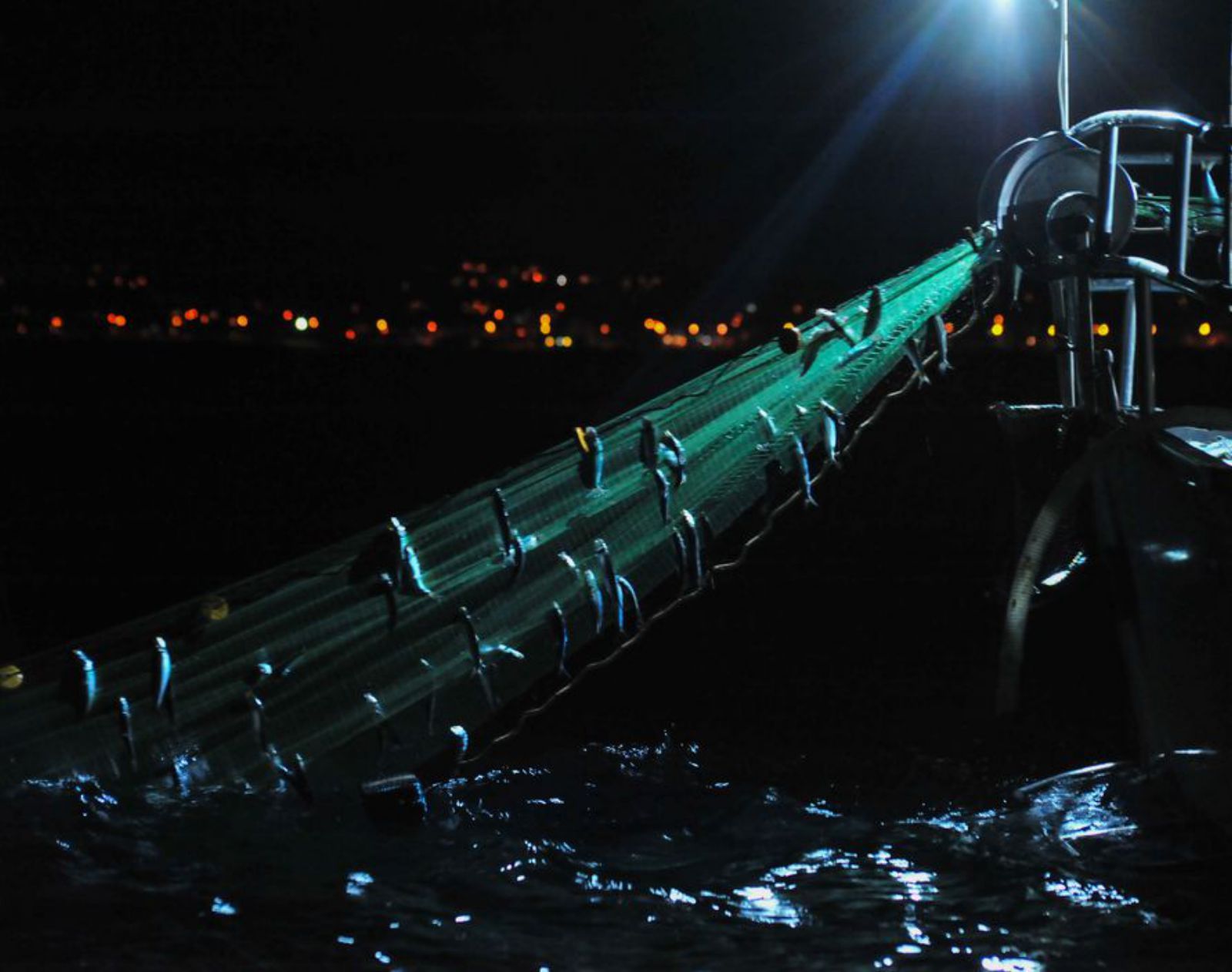 Pesca de sardina en la
ría de Arousa.   | //  IÑAKI ABELLA