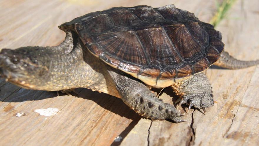 un exemplar de tortuga mossegadora capturat el juliol a Banyoles.