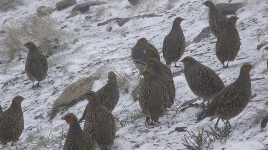 Varios ejemplares de perdiz pardilla en la sierra nevada.