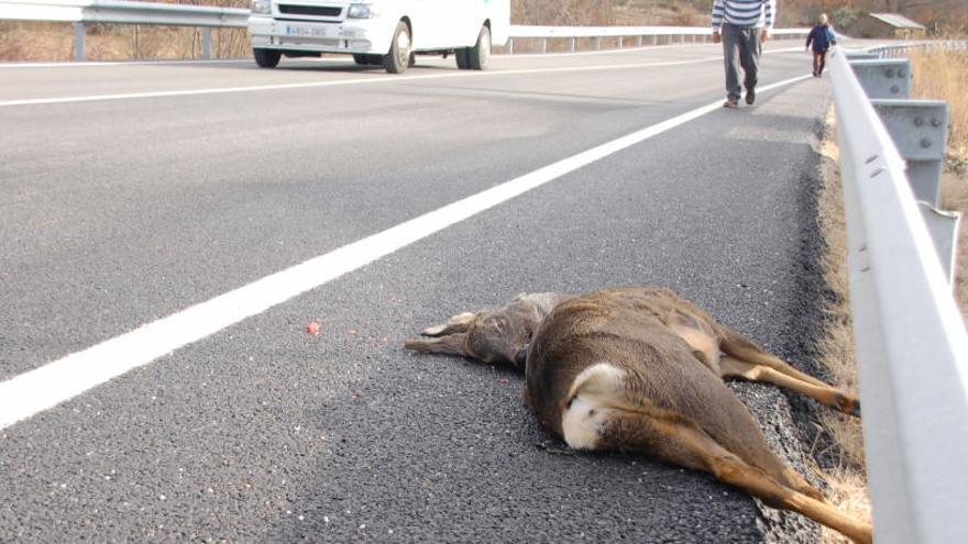 Un animal atropellado en las carreteras de la provincia.