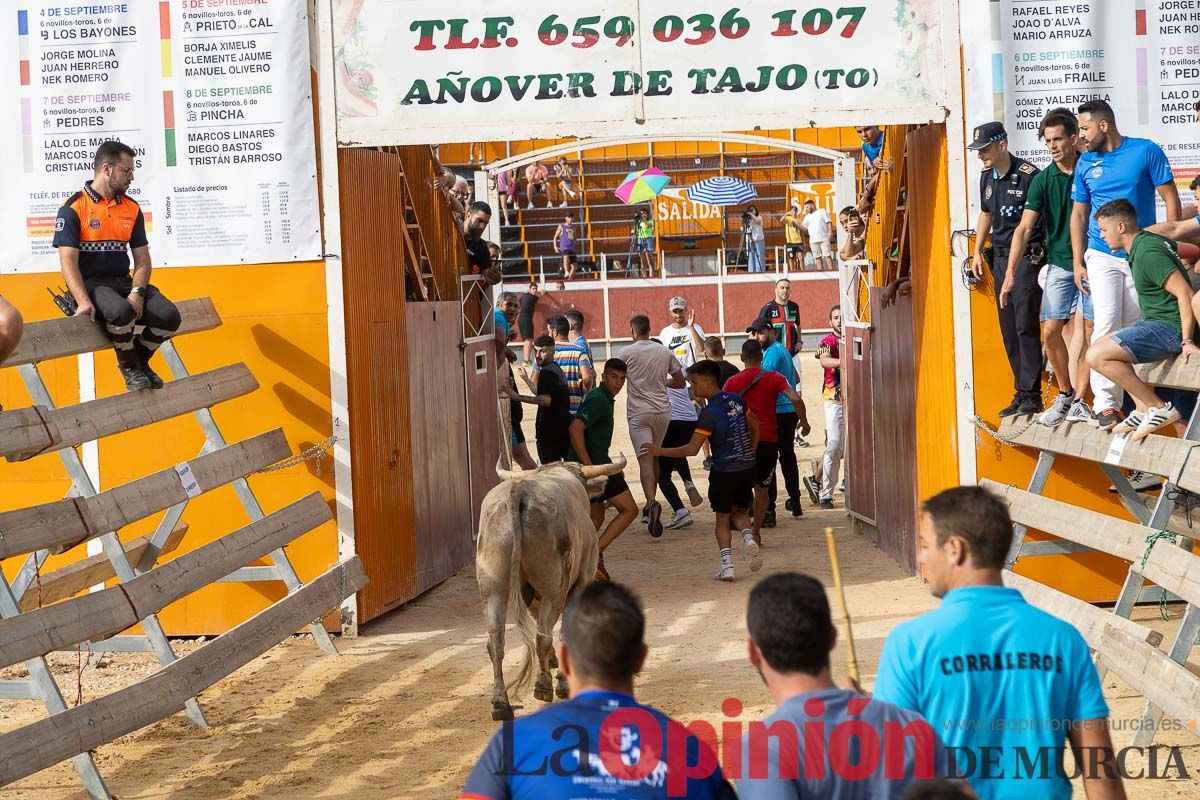 Segundo encierro de la Feria Taurina del Arroz en Calasparra