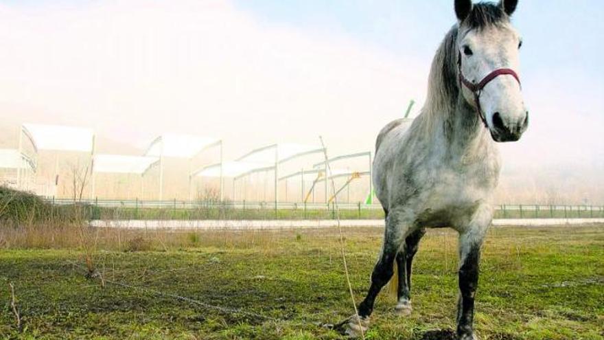 Un caballo amarrado en los terrenos del polígono industrial Olloniego II.