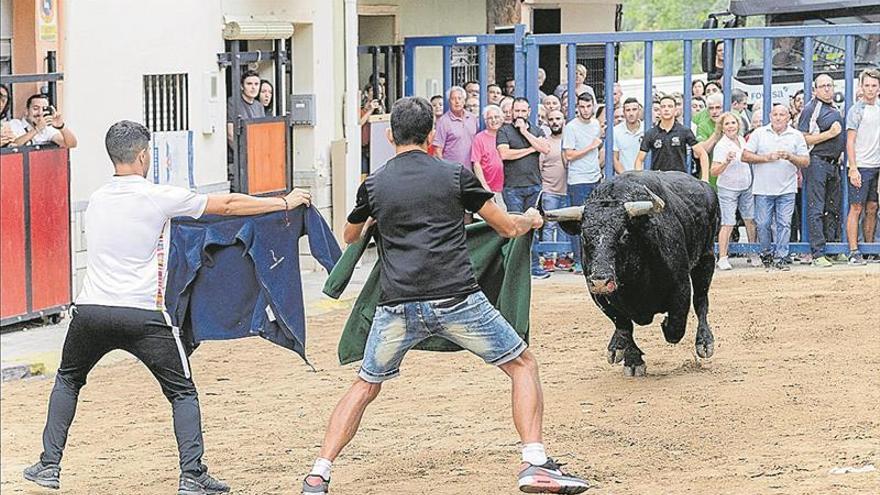 El sector taurino acusa a la Conselleria de Agricultura de querer «liquidar el ‘bou’»