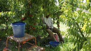 El camp català té encallat el protocol per pescar en onades de calor