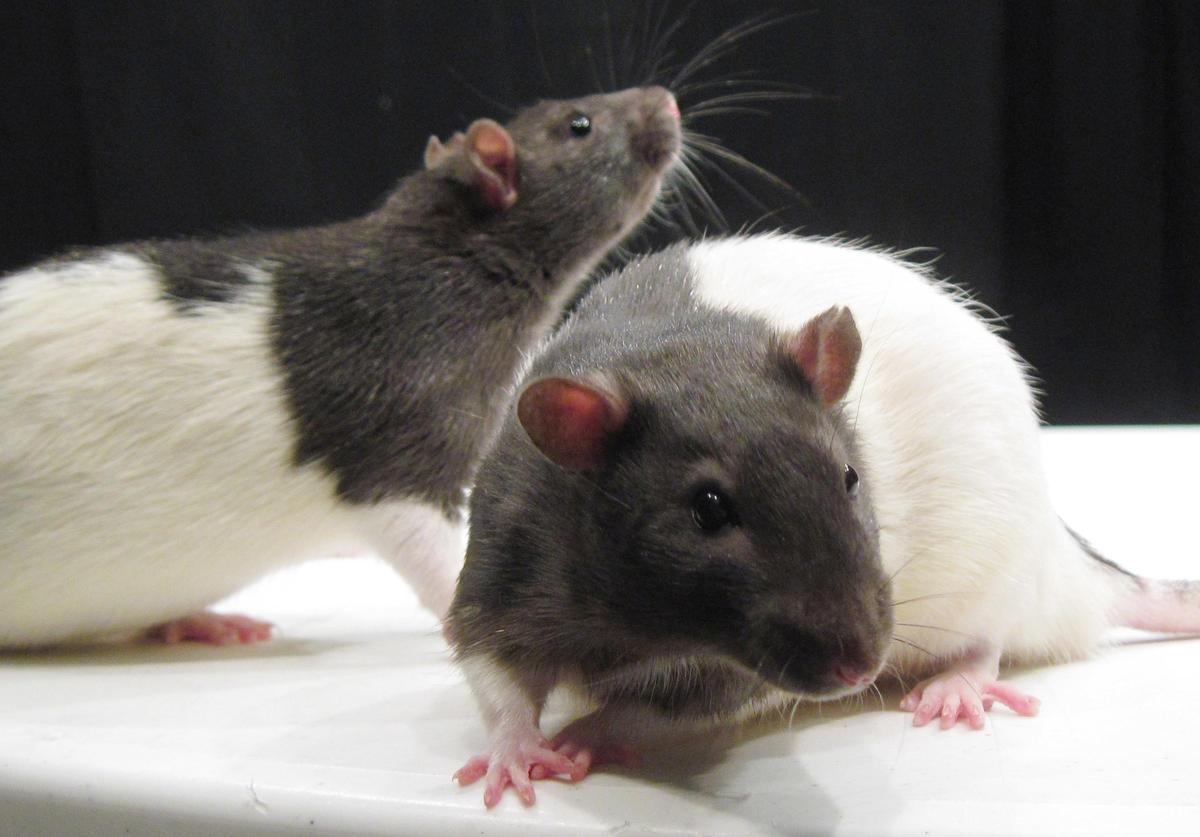 Esta investigación por parte del Instituto de Neurociencias CSIC-UMH se llevó a cabo mediante los bigotes de los ratones