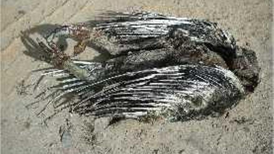 Águilas perdiceras al borde de la extinción - Levante-EMV