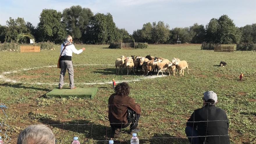 Campeonato de Balears de perros pastor en Son Mesquida (Felanitx)