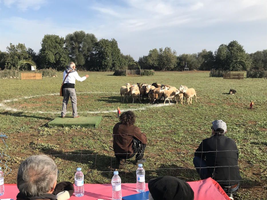 Campeonato de Balears de perros pastor en Son Mesquida (Felanitx)