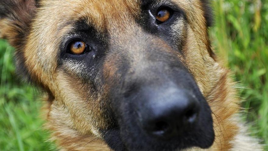 Están apareciendo perros atados a las vías del tren