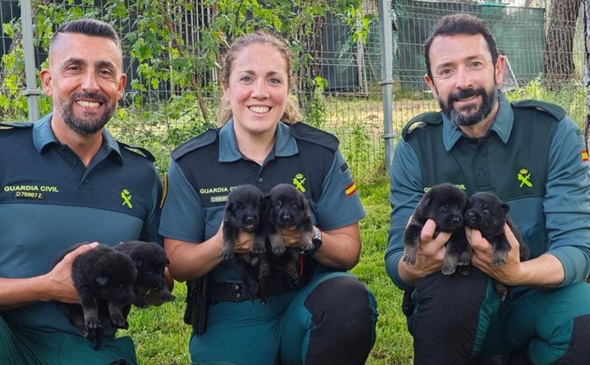 Los cachorros se entregarían con dos meses de vida.