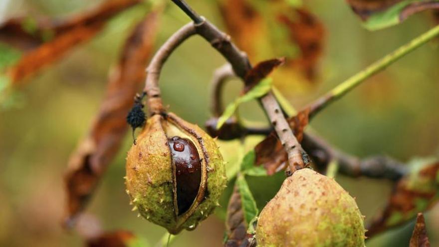 El otoño de este año será más cálido que lo habitual.