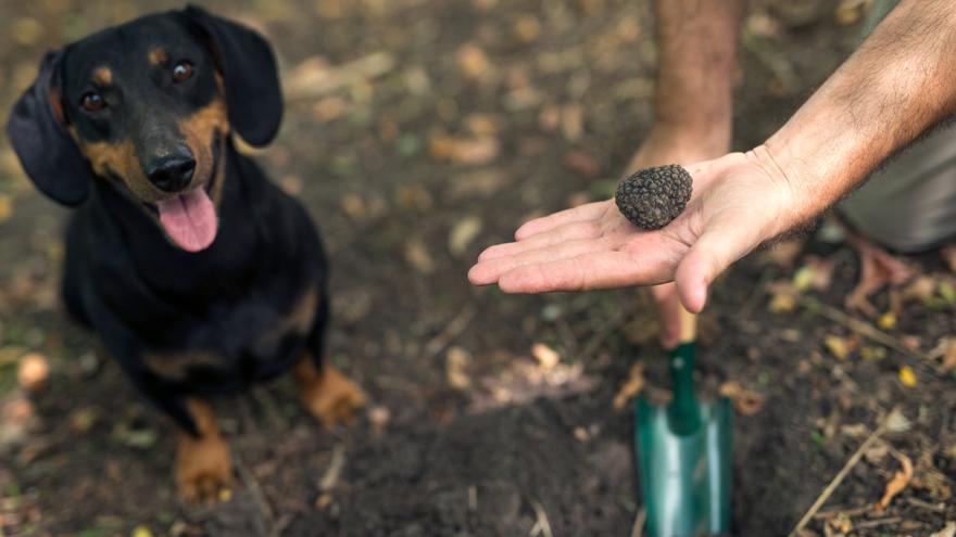 Estas son las razas de perro más fáciles de adiestrar