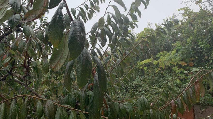 Canarias espera este lunes intervalos nubosos y podría llover débil