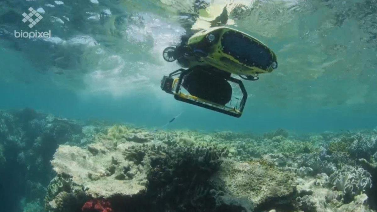 Australia emplea un robot para regenerar la dañada Gran Barrera de coral