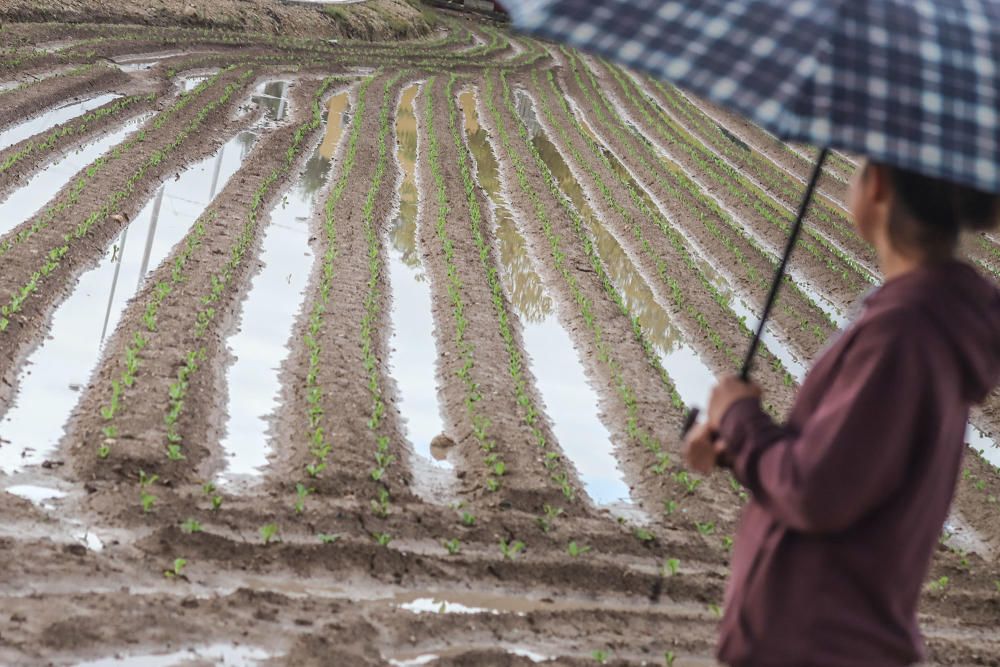 Las lluvias han dejado entre 15 y 30 litros por metro cuadrado en la Vega Baja