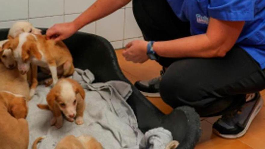 Retiran veneno cerca de una colonia de gatos de Cambados