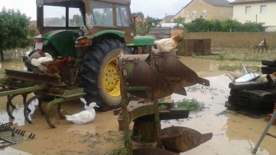 Una explotación agrícola anegada por el agua y los animales buscando las alturas en Benegiles.