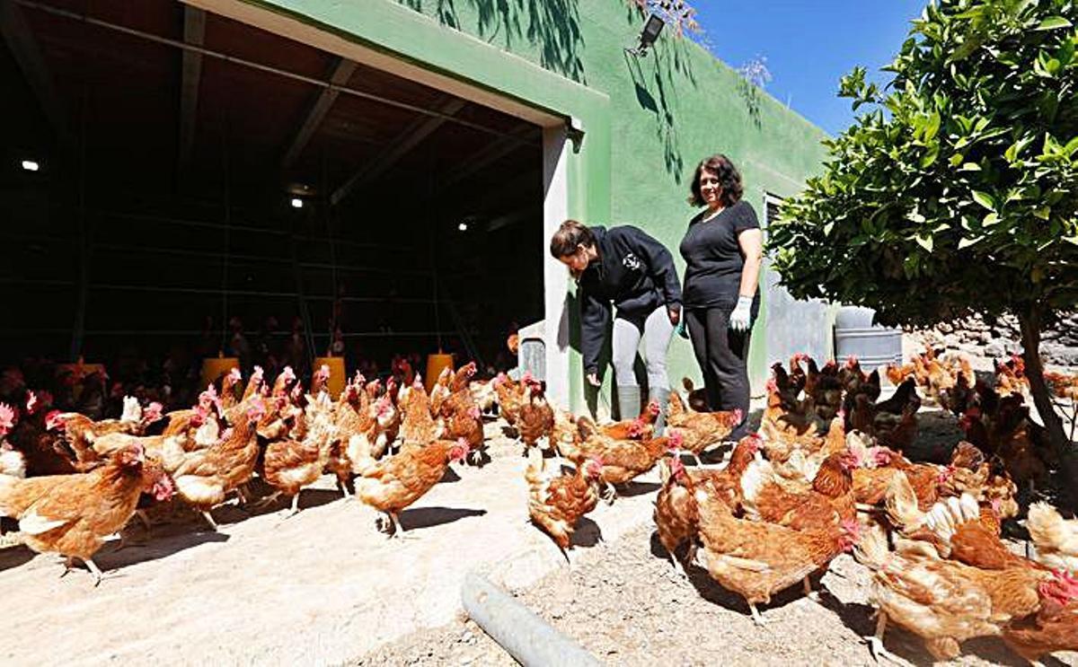 Una nueva vida como granjeras en la pandemia | V. M.