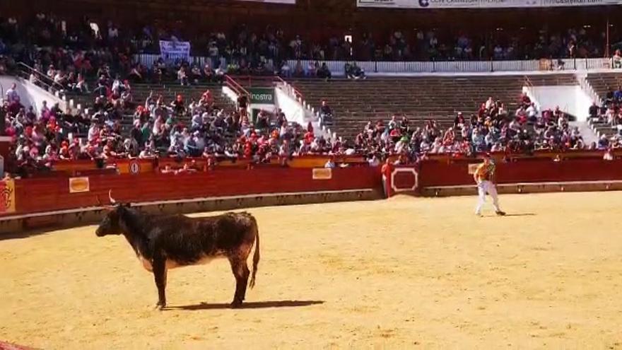 Regresa el concurso de anillas a la feria taurina de la Magdalena