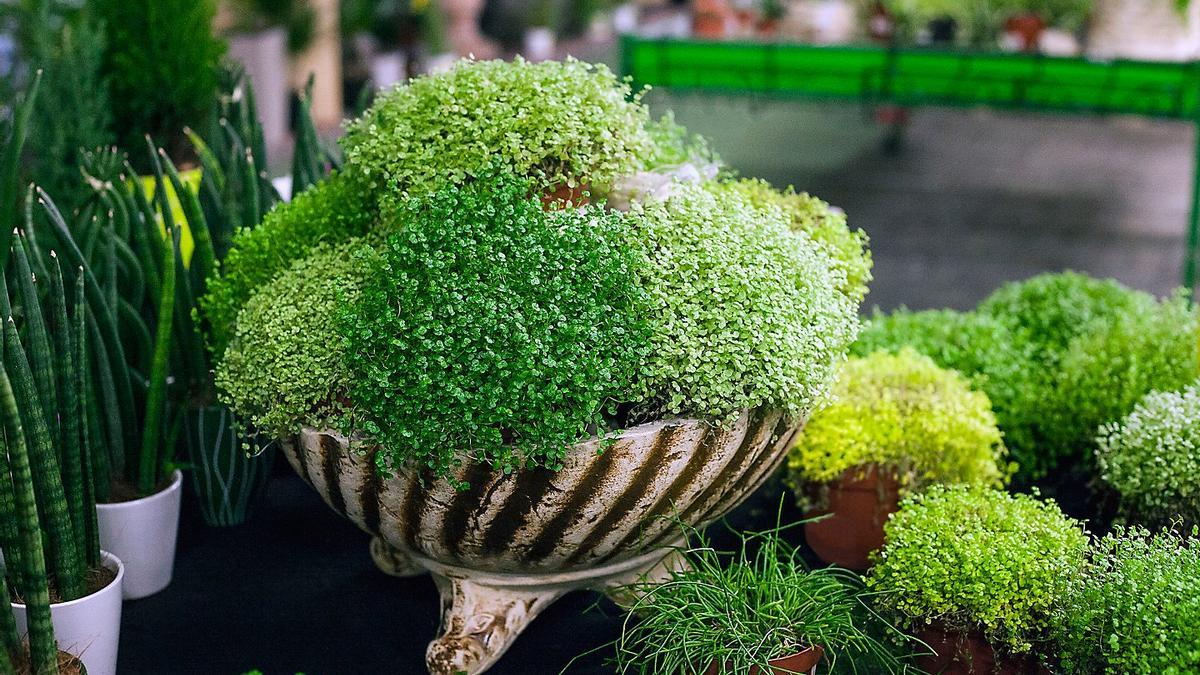 La soleirolia es una de las plantas que Leroy Merlin ofrece en su catálogo para Halloween.