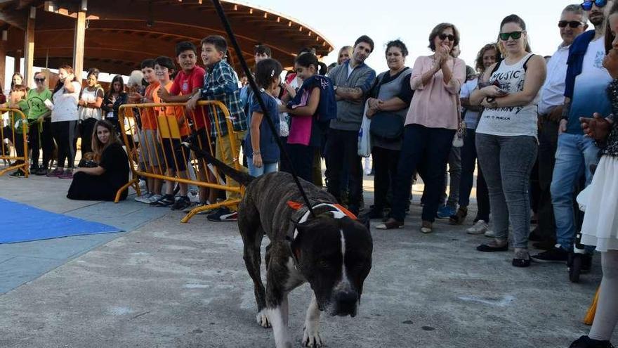 El desfile canino de la tarde atrajo a muchos curiosos. // G. Núñez